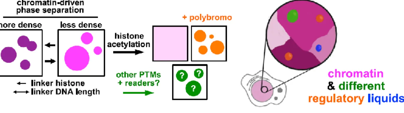Figure 4: Chromatin regulation by phase separation. 