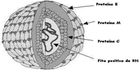 Figura 1: Esquema da partícula viral de DENV  