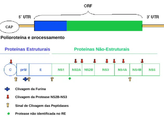 Figura 2: Organização do genoma RNA de DENV e esquema do processamento  proteolítico da poliproteína transcrita  