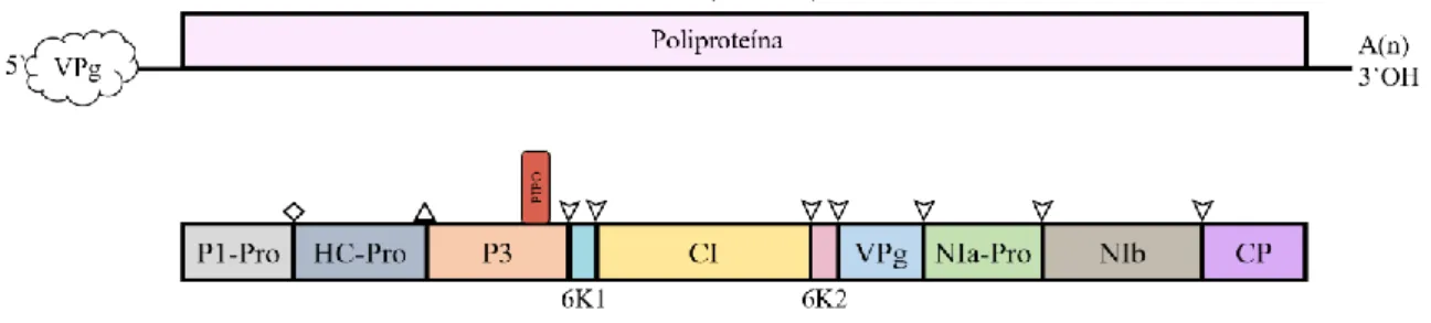 Figura  1.3:  Mapa  genômico  do  gênero  Potyvirus. O  genoma  é  monopartido,  linear,  composto por um +ssRNA de 10 kb em tamanho