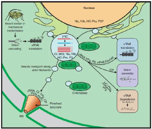 Figura 1.4. Representação esquemática dos principais eventos no ciclo de infecção por  potyvirus