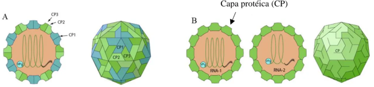 Figura 1.5: Desenho Esquemático de partícula viral icosaédrica característica de espécies  da família  Secoviridae