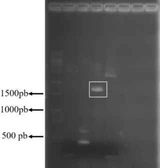 Figura 3.2: Eletroforese de 3´UTR de MCDV-BR. Análise do produto de PCR seguindo  estratégia  de  3´RACE  por  meio  de  eletroforese  em  gel  de  agarose  1%,  mostrando  os  fragmentos  amplificados  da  região  3´UTR  com  amplicons  de  1.725  pb