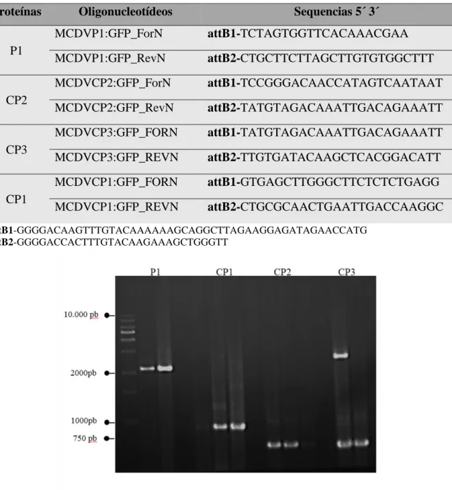 Figura  4.1:  RT-PCR  de  fragmentos  correspondente  as  proteínas  de  MCDV-BR  em  estudo