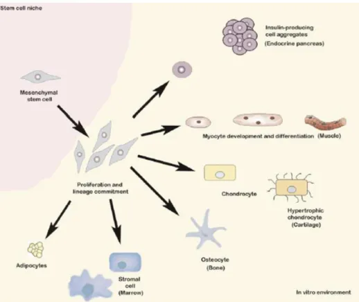 Figure 1. Differentiation potential of MSCs. Pictorial representation of MSCs expanded in vitro can be  induced  to  differentiate  into  several  lineages  following  exposure  to  specific  differentiation  factors