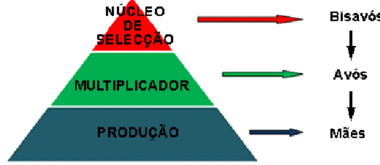 Figura 5: Pirâmide genética de produção de suínos   Fonte: 3tres3, 2012 