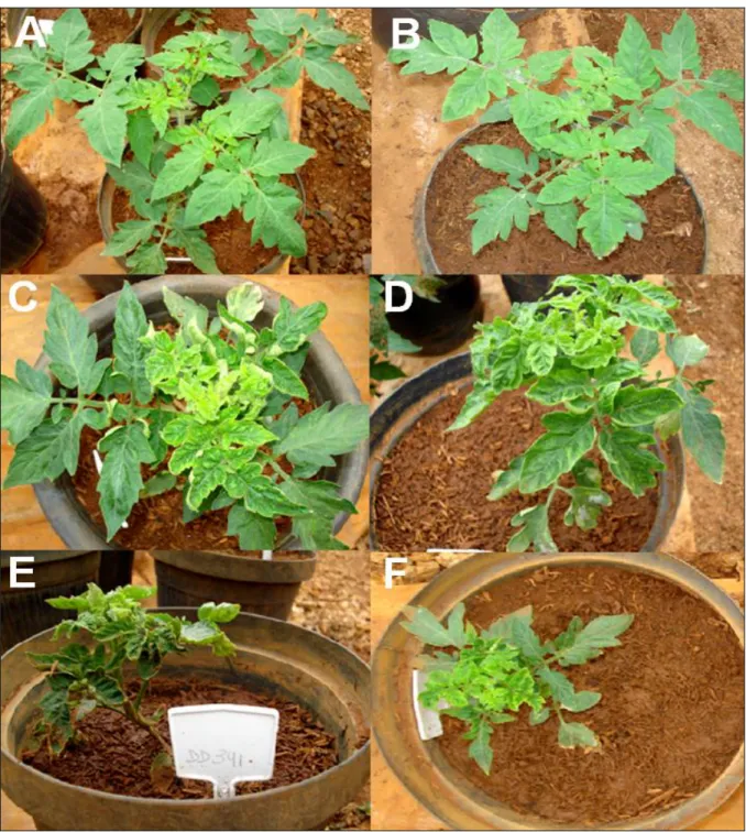 Figura  2  –  Fenótipo  das  plantas  de  tomate  infectadas,  mostrando  os  diferentes  sintomas  de  acordo com  a escala de  notas adaptada de  Lapidot  et  al