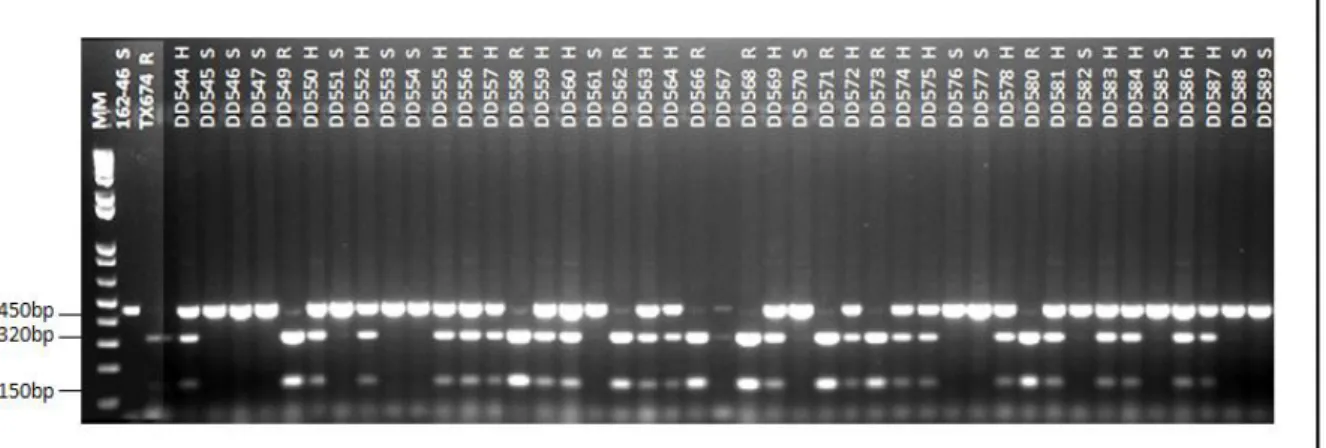 Figura  3  –  Perfil  de  fragmentos  de  DNA  gerados  após  clivagem  com  enzima  de  restrição  Taq-1  dos  amplicons  gerados  com  os  marcadores  CAPS  obtidos  com  o  par  de  primers 