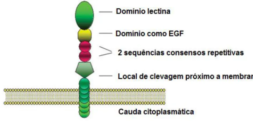 Figura  1:  Estrutura  da  L-selectina.  Proteína  transmembrana.  Modificado  a  partir  de  Ivetic,  A