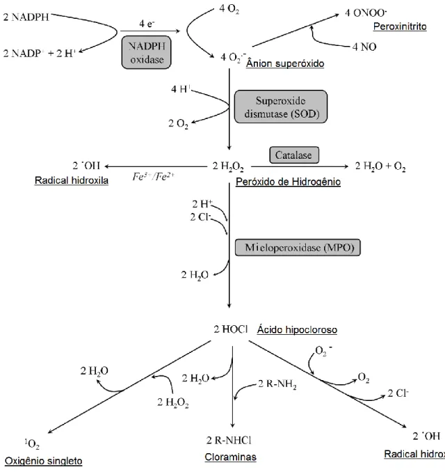 Figura  3:  Produção  dos  metabólitos  de  oxigênio.  Esquema  das  reações  químicas  na  produção  de  metabólitos  de  oxigênio  no  fagossomo