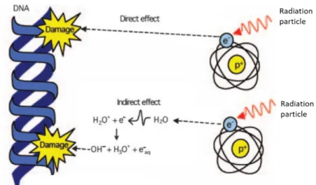 Figure  1.11  –  Schematic  representation  of  the  effect  of  radiation  particles  to  DNA:  induced  direct  DNA  damage from secondary electrons and induced indirect effects from water radiolysis