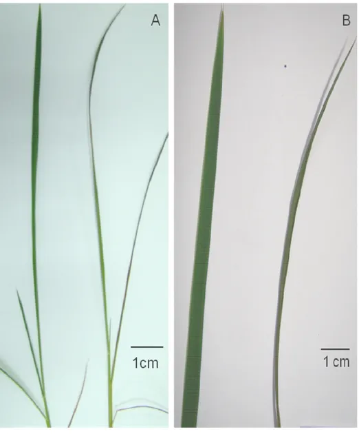 Figura  1  Efeito  do  Al 3+   em  plântulas  de  arroz  Al-tolerante  com  raízes  parcialmente  removidas  (cultivar  Comum  Branco)