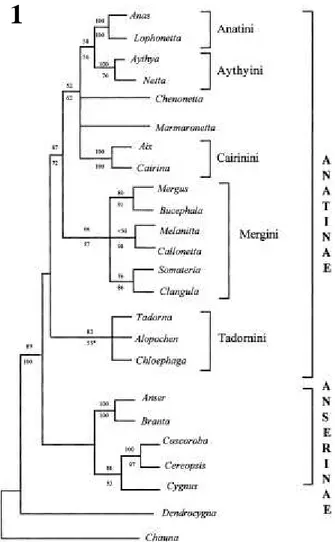 FIGURA  1.  Relações  filogenéticas  entre  C.  moschata  e  outros  Anatidae. Adaptado de Johnsgard, 1975