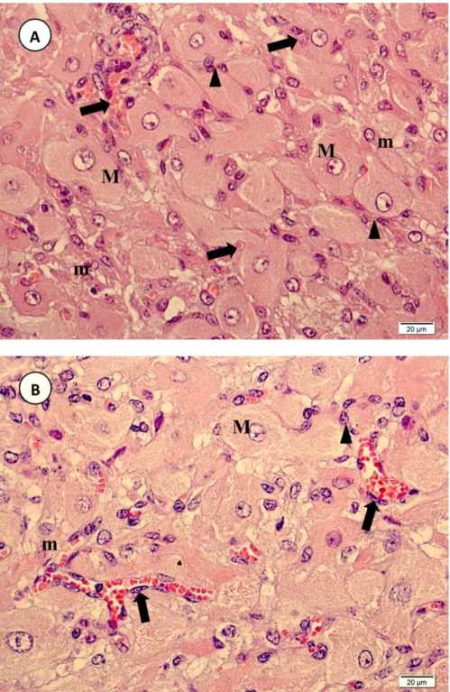 Figura 3. Vaca Nelore. Fotomicrografias de corpo lúteo de animal gestante, mostrando em A) tecido luteal aos 218  dias de gestação (3 o  terço), evidenciando vasos sanguíneos (setas) e fibroblastos (cabeça de seta) e B) aos 110 dias de  gestação (2 o  terç