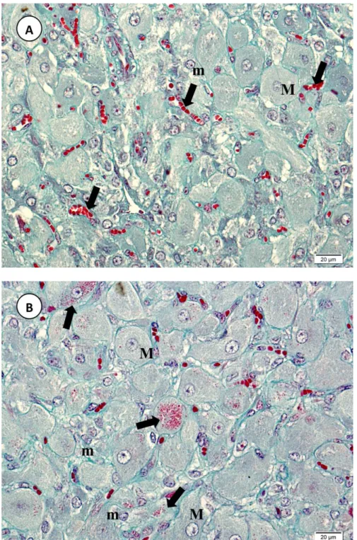 Figura  5.  Vaca  Nelore.  Fotomicrografias  de  corpo  lúteo  de  animal  gestante,  mostrando  em  A)  tecido  luteal  de  gestação  inicial  (1 o   terço)  com  células  lúteas  maiores  (M)  e  menores  (m),  vasos  sanguíneos  (seta)  e  ausência  de 