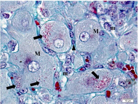 Figura 6. Vaca Nelore. Fotomicrografia de corpo lúteo de animal gestante. Tecido luteal aos 218 dias de gestação (3 o terço)  com  células  lúteas  maiores  (M)  e  menores  (m),  grânulos  citoplasmáticos  em  células  lúteas  maiores  (seta)  e  fibrobla