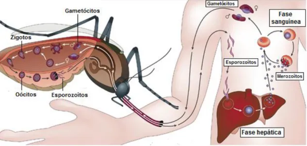 Figura 3 – Ciclo de vida do parasita Plasmodium, no hospedeiro humano e no mosquito Anopheles  fêmea