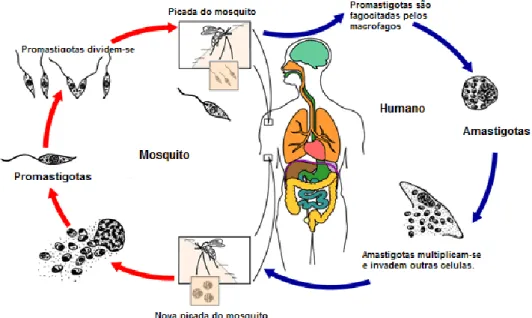 Figura 6 – Ciclo de vida do parasita Leishmania, no hospedeiro humano e no mosquito flebótomo fêmea