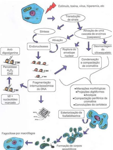 Fig.  2:  Diagrama  mostrando  a  sequência  de  eventos  envolvidos  no  processo  de  morte celular via apoptose (PEREIRA, 2010)