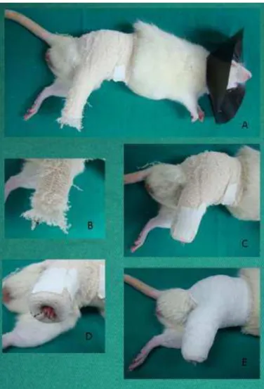 Figura  1:  Rato  anestesiado  em  decúbito  lateral  esquerdo  com  o  membro  pélvico  direito imobilizado: A- Animal em decúbito lateral antes de imobilização concluída, já  com  o  colar  de  contensão;  B-  Observar  as  três  camadas  da  imobilizaçã