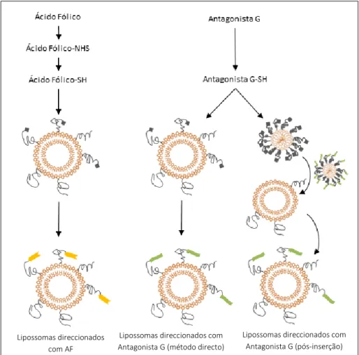 Figura  12:  Diagrama  de  resumo  dos  processos  de  activação  e  ligação  do  ácido  fólico  (AF)  e  antagonista  G  aos  lipossomas