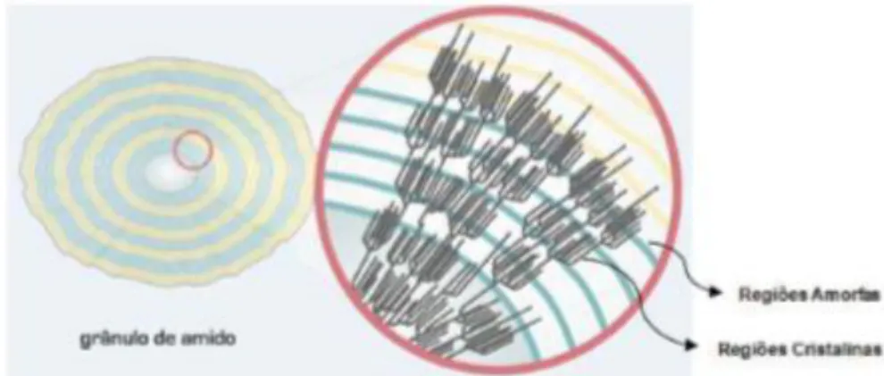Figura 11: Representação Esquemática de um Grânulo de Amido. Fonte: Botelho (2012). 