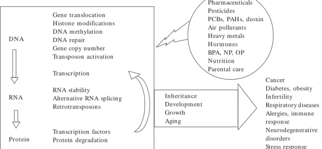 Figure 1. Summary of gene regulatory mechanisms affected by environmental exposures, with disease implications.