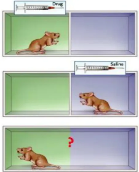 Figure 8 Place conditioning. Mice are placed in two discrete environments, and  are  then  injected  with  a  drug  in  one  environment  and  with  saline  in  the  other  environment