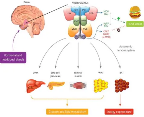 Figure 14. Hypothalamic regulation of body energy balance and metabolism. 