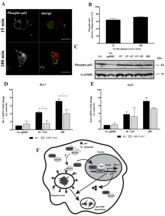 Figure 8.  p62 Phosphorylation and NRF2-target genes expression upon erythrophagocytosis
