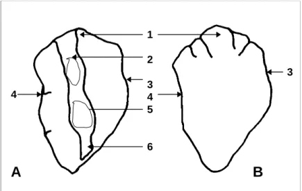 Fig. 2 - Saccular otoliths of Nezumia aequalis (A - inner face view of left sagitta; B - outer face view of right sagitta): 1  rostrum; 2  ostium; 3  ventral margin; 4  dorsal margin; 5  -sulcus; 6 - cauda.