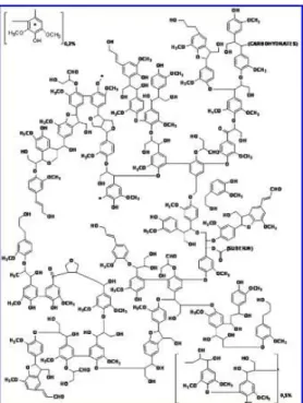 Figure 3: Schematic representation of a suberin molecule [28]. 