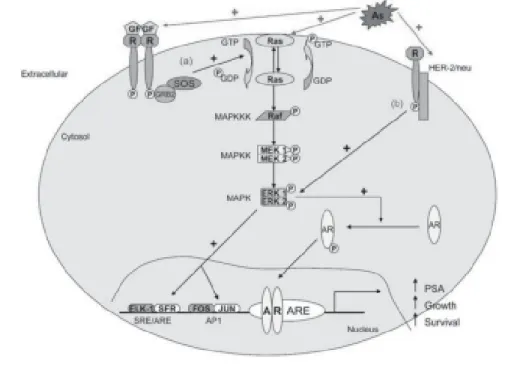 Figure 1. Mechanisms of arsenic-induced acquired androgen independence. Abbreviations: AR, androgen recep- recep-tor ; ARE, an drogen  respon sive elem en t; As, arsen ic; GF, growth facrecep-tors; MAPK, m itogen -activated protein kinase; MAPKK, MAPK kina
