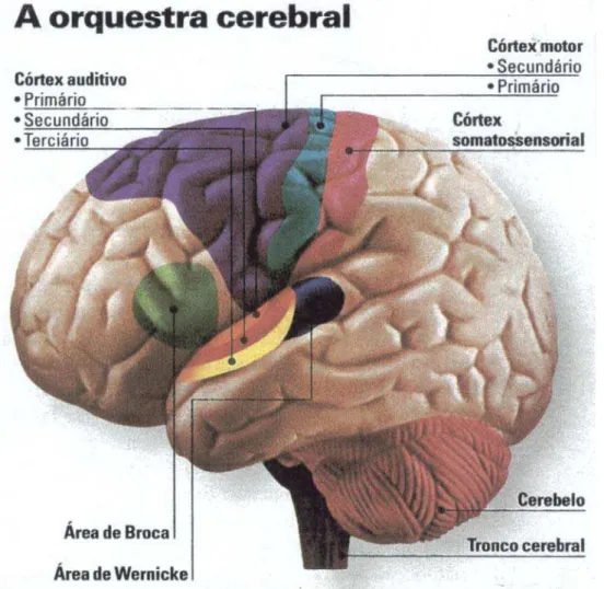 Figura 5: Percurso da música antes de chegar ao córtex auditivo primário.  