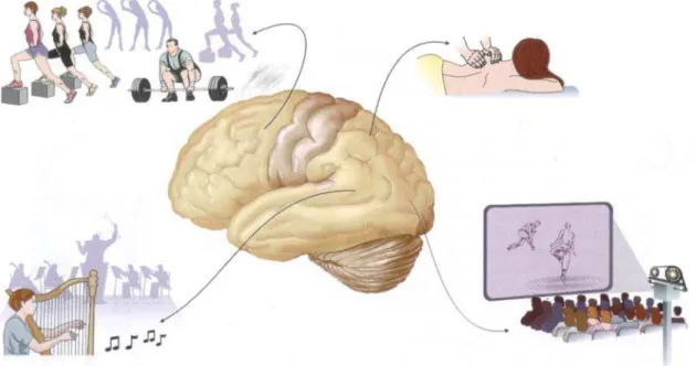 Figura 6: Áreas corticais envolvidas com a percepção que fazem parte do “córtex  associativo” (Lent, 2002, p