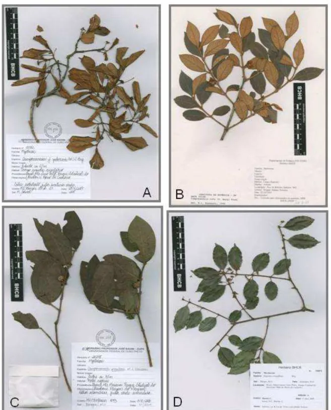 Figura 9: A) Campomanesia pubescens (Bünger, M.O. et al. 01-BHCB); B) Campomanesia  rufa (Teixeira, W.A