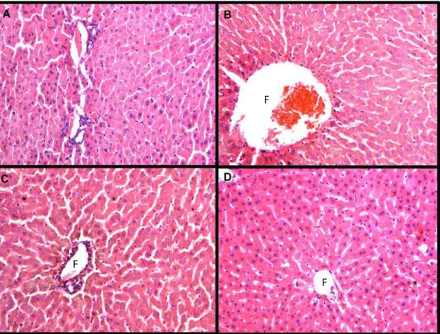 Fig.  11:  Fotomicroscopia  (20x)  de  secções  transversais  do  fígado  de  ratos  Wistar  corados  com  hematoxilina e eosina, 15 dias após a realização do defeito ósseo no fêmur