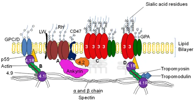 Fig. 1. Simplified diagram of the RBC membrane structure. (A) Rh complex; (B) protein 4.1 complex; (C) and (D) band 3 macrocomplex ((C) band 3 tetrameric form and (D) band 3 dimeric form) [3].