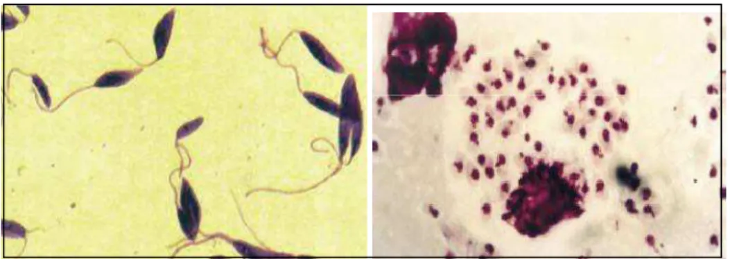 Figura 1  – À esquerda: Leishmania - forma promastigota. À direita: Leishmania - forma  amastigota