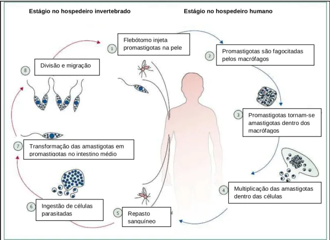 Figura 3  – Ciclo de vida das Leishmanias. Adaptado de REINTHINGER et al., 2007.