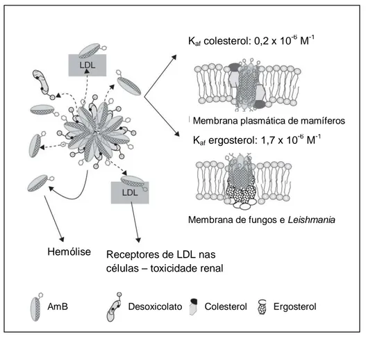 Figura 14  – Estrutura do Fungizone ®  e comportamento após administração endovenosa.  Adaptado de ROMERO &amp; MORILLA, 2008