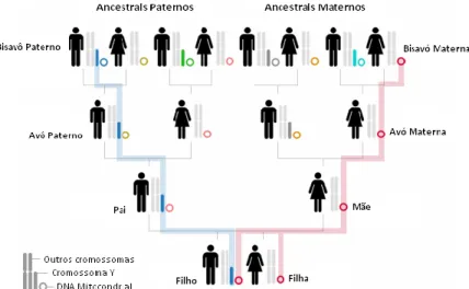 Figura 3 – Representação esquemática do modo de transmissão do DNA.  