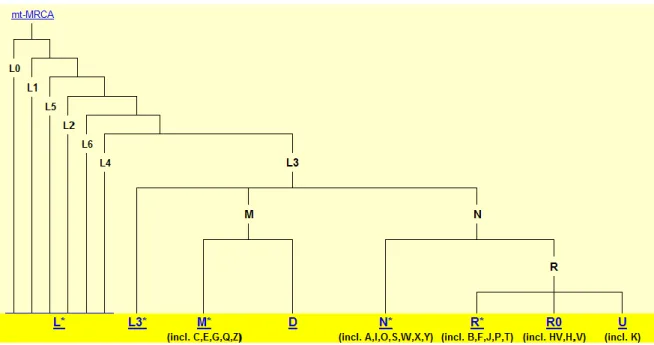 Figura 7 – Representação esquemática da filogenia do DNA mitocondrial. 