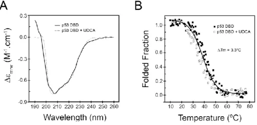 Fig. 2. Effect of UDCA in the structural properties of p53 DNA-binding domain.  (A)  Far-UV  CD  spectra  of  p53  DBD  (0.22  mg/ml),  with  or  without  UDCA