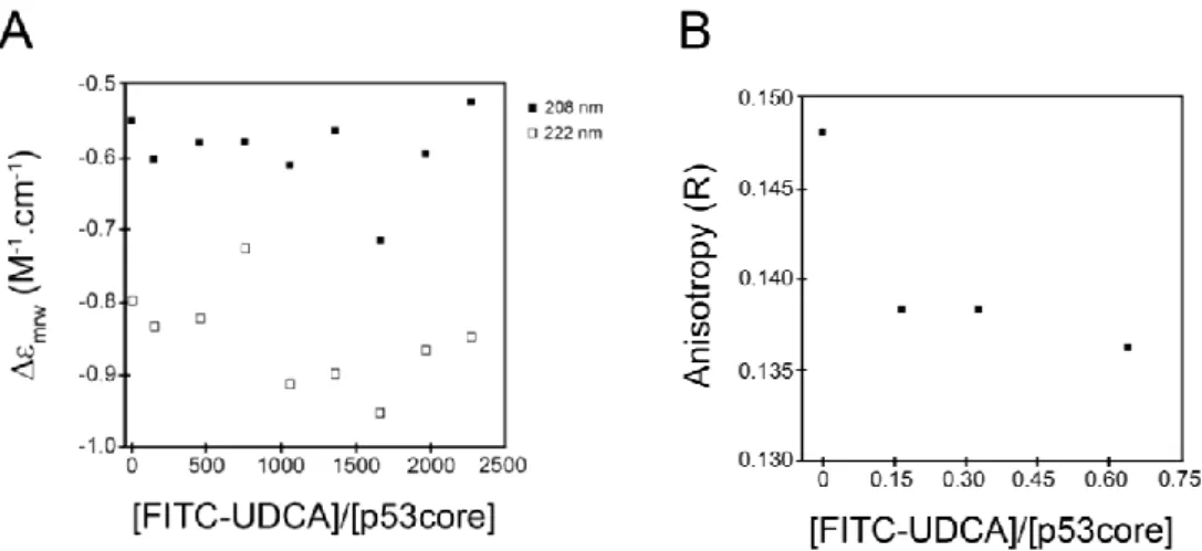 Fig.  3.  Titration  of  p53  DBD  with  FITC-UDCA.    Titration  of  p53  DBD  protein  with  increasing  amounts  of  FITC-UDCA,  analyzed  by  far-UV  CD  (A)  or  fluorescence  anisotropy spectroscopy (B)