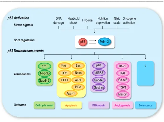 Fig. 2.  Schematic diagram of p53 activation and response.  Several types of stress signals  are  detected  by  the  cell  and  communicated  to  the  p53  protein  and  its  direct  regulators