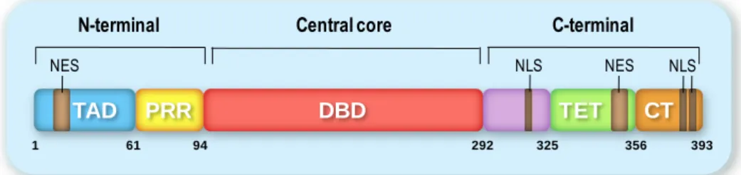 Fig. 3.  Schematic diagram of the domain structure of full-length p53 consisting of an N- N-terminal  transactivation  domain  (TAD),  followed  by  a  proline-rich  region  (PRR),  the  central  DNA  binding  domain  (DBD),  the  tetramerization  domain  