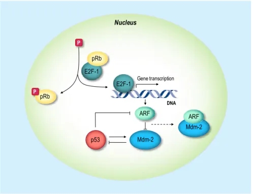 Fig.  4.    p53/ARF/Mdm-2  regulatory  loop  after  oncogene  activation  of  p53.    E2F-1  is  activated after release from phosphorylated pRb