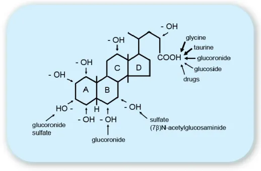 Fig. 6.  General bile acid structure.  The 5 -cholanoic acid nucleus is the basic structure of  C 24 -bile  acids  in  mammalian  species