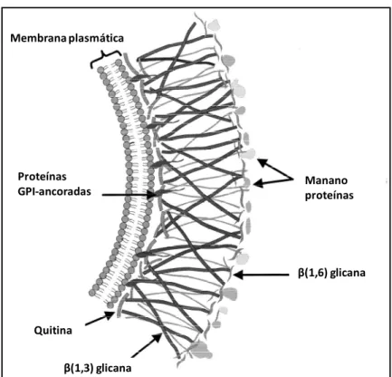 Figura  2.  Esquema  da  estruturação  da  parede  celular  de  fungos.  Adaptado  de:  Ruiz- Ruiz-Herrera (1992)